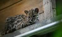Leopardus tilcayo