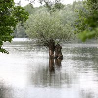 Voda je preplavila Kopački rit