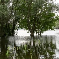 Voda je preplavila Kopački rit