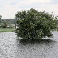 Voda je preplavila Kopački rit