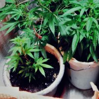 Zapljena droge i eksploziva