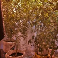 Zapljena droge i eksploziva