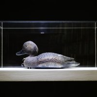 Vladimir Dodig Trokut