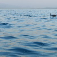 Split - Jato dupina kod plaže Bačvice