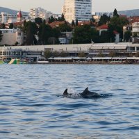 Split - Jato dupina kod plaže Bačvice