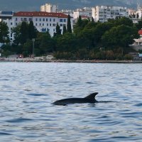 Split - Jato dupina kod plaže Bačvice
