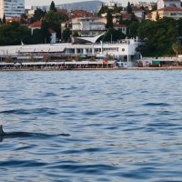 Split - Jato dupina kod plaže Bačvice