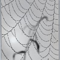 Paukova mreža, 1967.