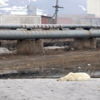 Polarna medvjedica u Norilsku