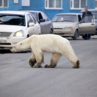 Polarna medvjedica u Norilsku