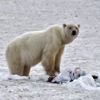 Polarna medvjedica u Norilsku