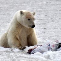 Polarna medvjedica u Norilsku