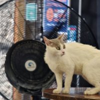 Toplinski val u Hrvatskoj