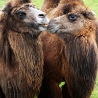 Međunarodni dan poljubaca