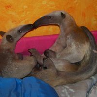 Međunarodni dan poljubaca