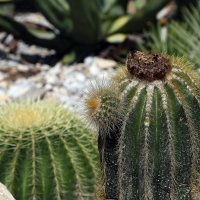 Devastacija u Botaničkom vrtu