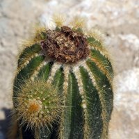 Devastacija u Botaničkom vrtu