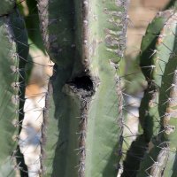 Devastacija u Botaničkom vrtu