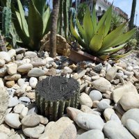 Devastacija u Botaničkom vrtu