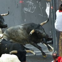 Utrka s bikovima u Pamploni