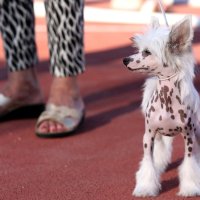 Izložba pasa 4 Summer Night Shows