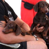 Izložba pasa 4 Summer Night Shows