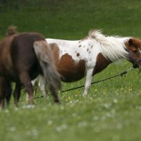 Životinjsko carstvo na Pantovčaku