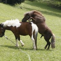 Životinjsko carstvo na Pantovčaku