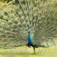 Životinjsko carstvo na Pantovčaku