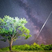 Suze svetog Lovre iznad stabla šljive