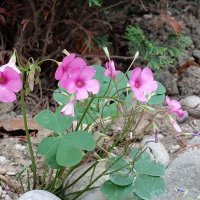 Samsung Galaxy A80 primjeri fotografija