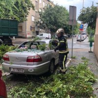 Stablo palo na auto u Vrbanićevoj ulici u Zagrebu
