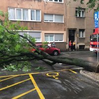 Stablo palo na auto u Vrbanićevoj ulici u Zagrebu