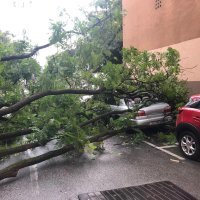 Stablo palo na auto u Vrbanićevoj ulici u Zagrebu