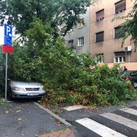 Stablo palo na auto u Vrbanićevoj ulici u Zagrebu