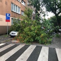 Stablo palo na auto u Vrbanićevoj ulici u Zagrebu