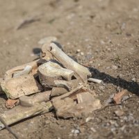 Iskopavanje ubijenih na kraju II. svjetskog rata u Gračanima