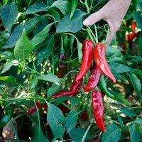 Berba začinske paprike u Baranji