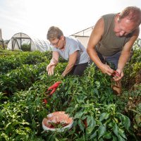 Julijana i Viktor Horvat u berbi začinske paprike u Varadarcu