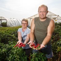 Julijana i Viktor Horvat u berbi začinske paprike u Varadarcu