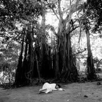 Sleeping Under the Banyan Tree, 2010.