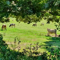 Istra