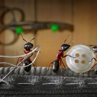 Mravlji svijet Andreja Pavlova