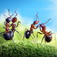 Mravlji svijet Andreja Pavlova