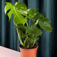 Monstera