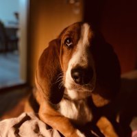 iPhone 11 primjeri fotografija