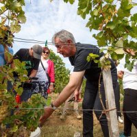 Berba grožđa u vinogradu Miroslava Škore