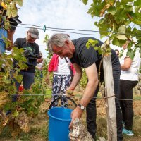 Berba grožđa u vinogradu Miroslava Škore