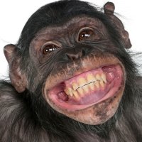 Nasmiješene životinje