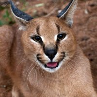 Nasmiješene životinje